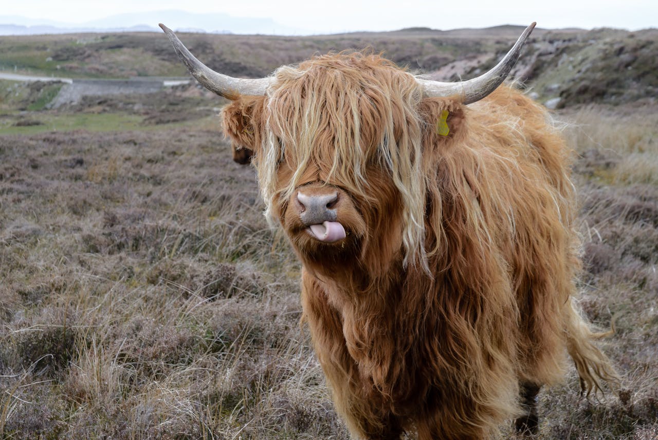 A highland cow licking its lips